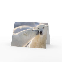 Canada, Manitoba, Hudson Bay, Churchill. Polar Greeting Cards