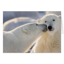 Canada, Manitoba, Hudson Bay, Churchill. Polar Greeting Cards