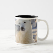 Canada, Manitoba, Hudson Bay, Churchill. Polar Mug