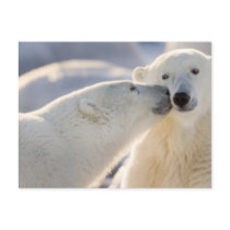 Canada, Manitoba, Hudson Bay, Churchill. Polar Postcard