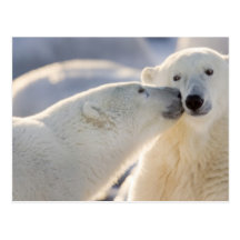 Canada, Manitoba, Hudson Bay, Churchill. Polar Postcard