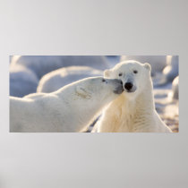 Canada, Manitoba, Hudson Bay, Churchill. Polar