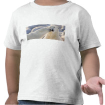 Canada, Manitoba, Hudson Bay, Churchill. Polar Shirts