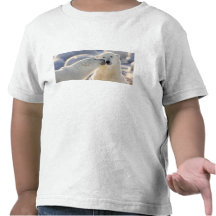 Canada, Manitoba, Hudson Bay, Churchill. Polar Shirts