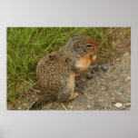 Canada Manning Park Ground Squirrel Poster