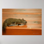 Canada Manning Park Squirrel Posters