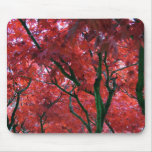Canada Maple Tree in the Fall Mousepads