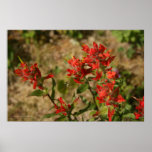 Canada Mount Robson Indian Paintbrush Poster