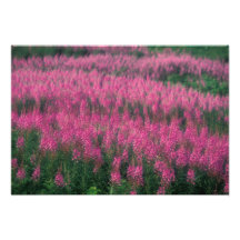 Canada, Quebec, Gaspe. Purple Lythrum Flowers, Photo Print