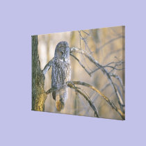 Canada, Quebec. Great grey owl perched on tree canvas prints