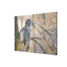 Canada, Quebec. Great grey owl perched on tree Stretched Canvas Print