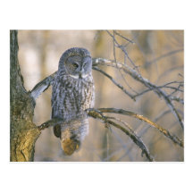 Canada, Quebec. Great grey owl perched on tree Postcard