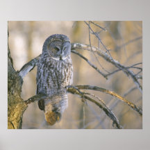 Canada, Quebec. Great grey owl perched on tree Posters