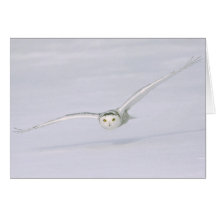 Canada, Quebec. Snowy owl flies low over snow. Greeting Cards