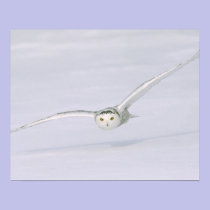 Canada, Quebec. Snowy owl flies low over snow. posters