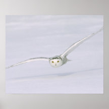 Canada, Quebec. Snowy owl flies low over snow. Poster