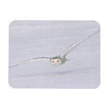 Canada, Quebec. Snowy owl flies low over snow. Flexible Magnets