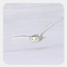 Canada, Quebec. Snowy owl flies low over snow. Sticker