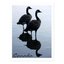 Canada Souvenir Postcards Canada Geese Cards