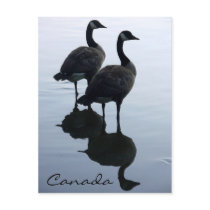 Canada Souvenir Postcards Canada Geese Postcards
