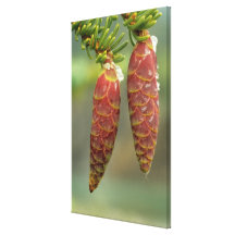 Canada, Yukon, Black Spruce Cones Stretched Canvas Print