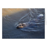 Canadian Beaver Wildlife Greeting Card