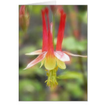 Canadian Columbine (Aquilegia Canadensis) Greeting Card