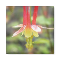 Canadian Columbine (Aquilegia Canadensis) Fridge Magnets