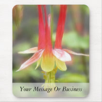 Canadian Columbine (Aquilegia Canadensis)