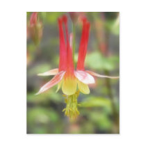 Canadian Columbine (Aquilegia Canadensis)