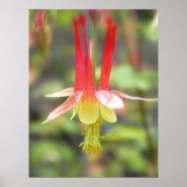 Canadian Columbine (Aquilegia Canadensis) Poster