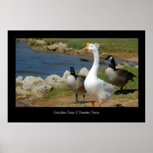 Canadian & Domestic Geese Poster Print