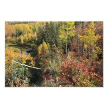 Canadian Forest Autumn Scene Art Photo