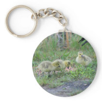 Canadian Geese Babies Nature Photo Keychain
