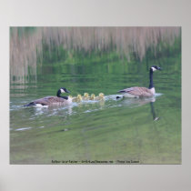 Canadian Geese Family Nature Photo Poster