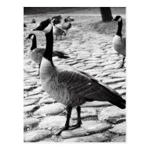 Canadian Geese Near The Lake Postcard