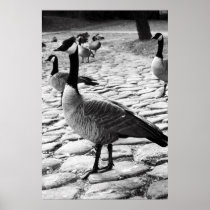 Canadian Geese Near The Lake Poster,Print