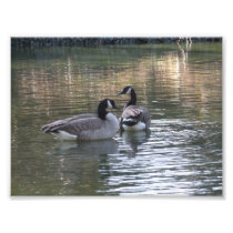 Canadian Geese Photograph