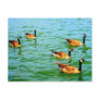 Canadian Geese Post Card