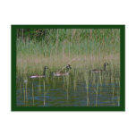 Canadian Geese Post Card