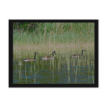 Canadian Geese Post Card