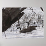Canadian Geese Poster