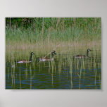 Canadian Geese posters