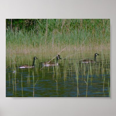 Canadian Geese Posters by scottsjazz