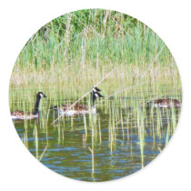 Canadian Geese Swimming Sticker