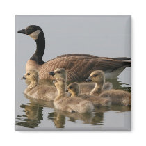 Canadian Goose and goslings Geese