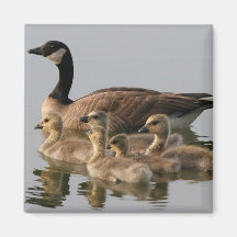 Canadian Goose and goslings Geese Magnet
