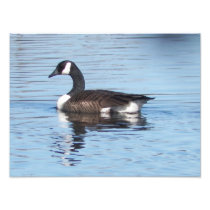Canadian Goose Photoprint