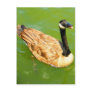 Canadian Goose Postcards