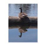 Canadian Goose Postcards